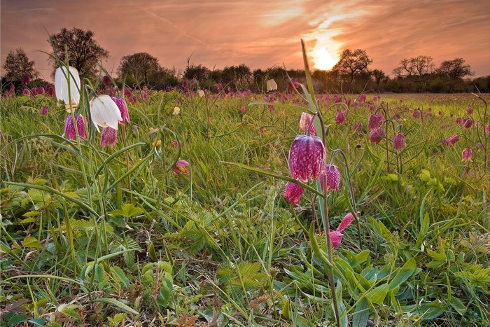 Field of Snake's Head Fritillary Flowers at Sunset