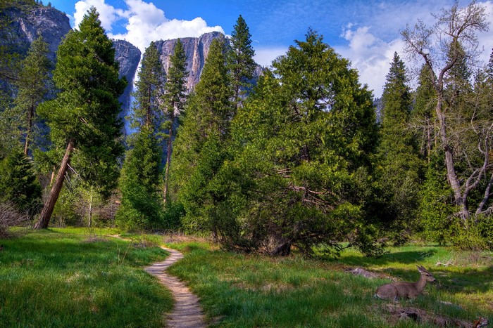 Yosemite National Park with Waterfall and Deer