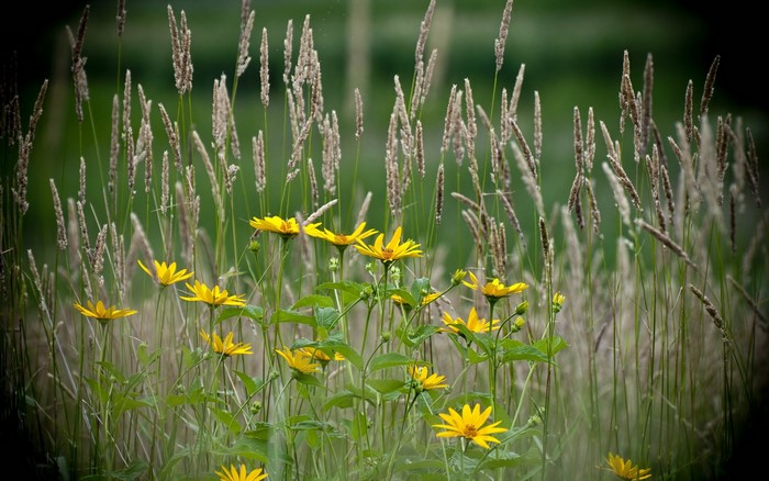 Yellow flowers and tall grass in a field