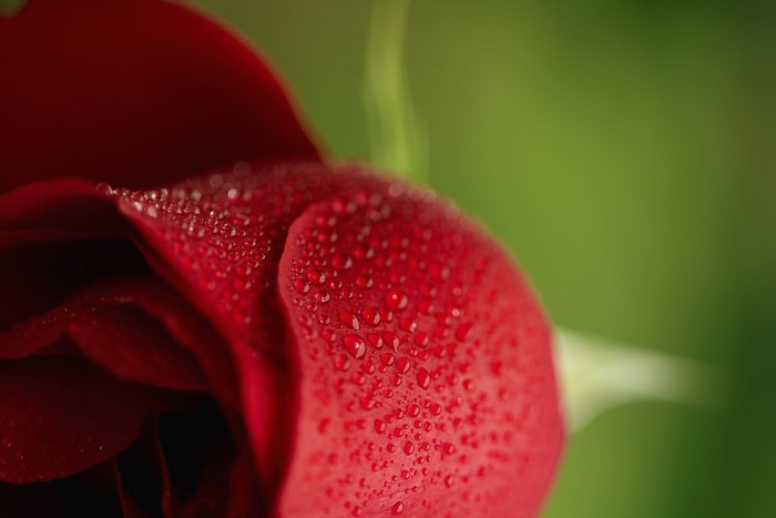 Red rose with water drops
