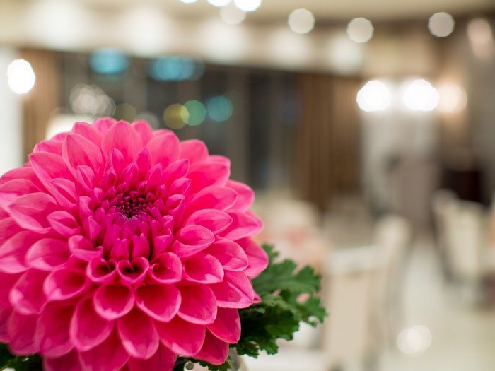 Pink Dahlia flower with green leaves