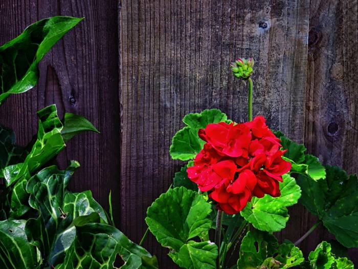 Red Geranium with Green Foliage Against Wooden Fence