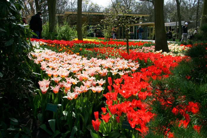 Tulip fields in Keukenhof, Netherlands