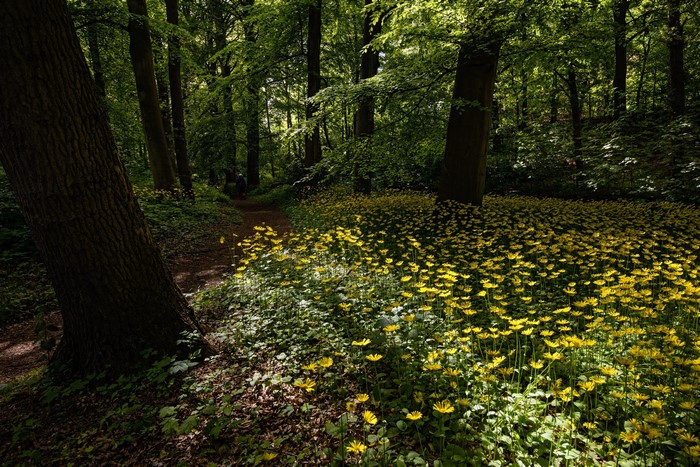 Forest path with yellow flowers and trees