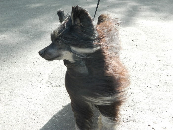 Chinese Crested dog with windblown fur