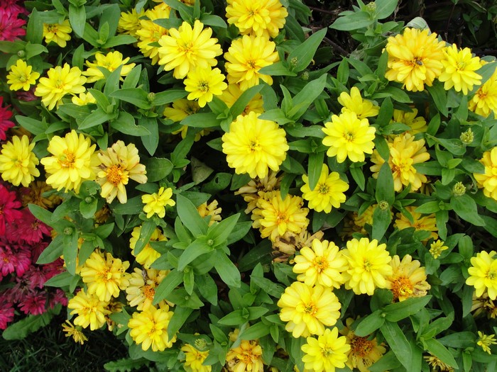 Yellow Zinnias in Bloom