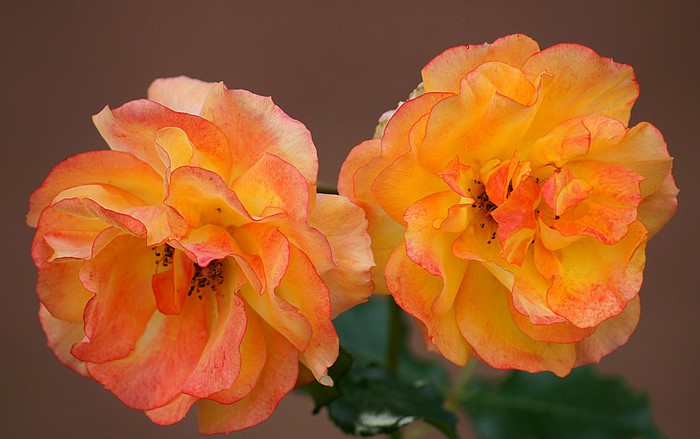 Two orange and pink roses close-up