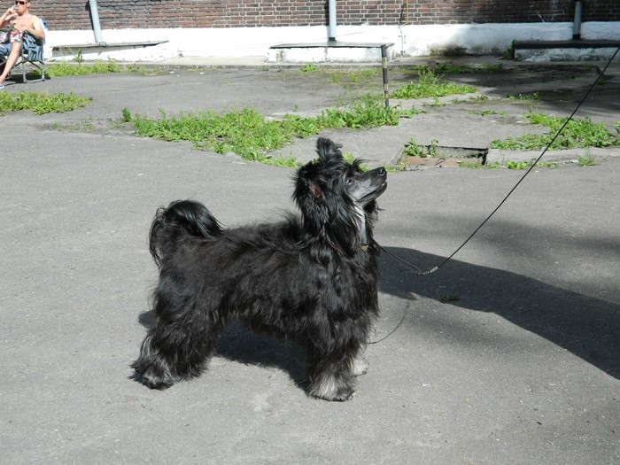 Black Chinese Crested Dog on a Leash