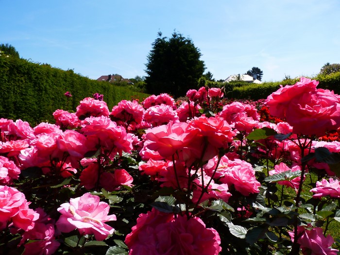 Field of Pink Roses Under a Blue Sky