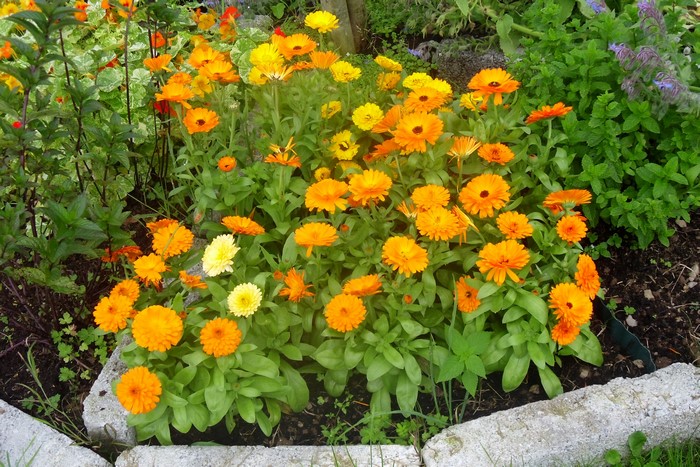 Orange and yellow calendula flowers in a garden