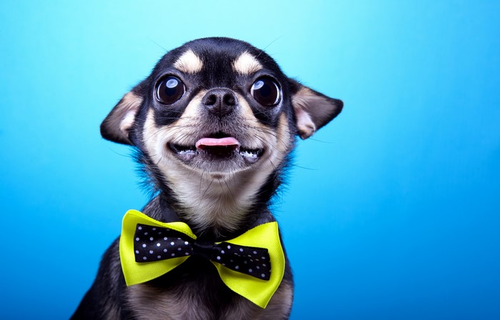 Chihuahua dog wearing a bow tie
