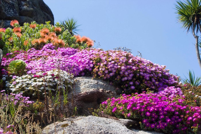 4K Mesembryanthemum flowers on rocks