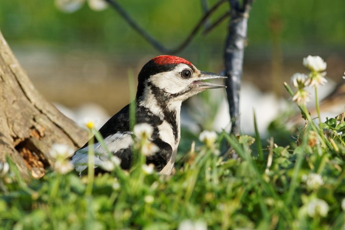Great Spotted Woodpecker in grass with flowers