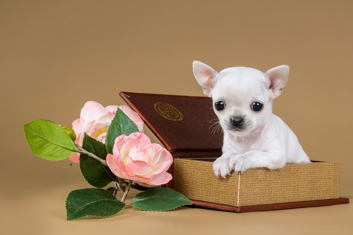Chihuahua puppy in a book with pink flowers