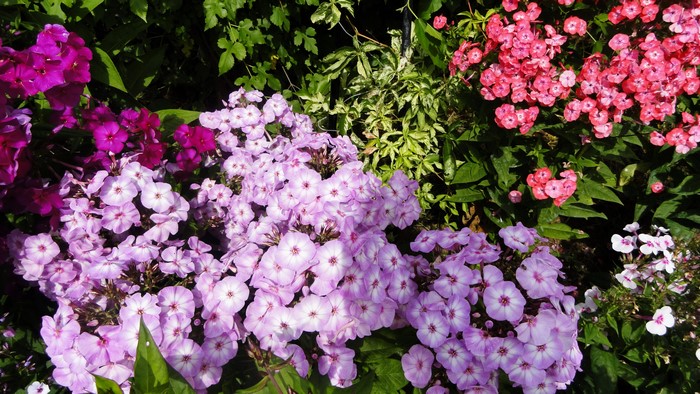 4K Phlox Flowers in Garden