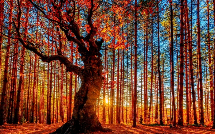Autumn forest with sunbeams filtering through trees