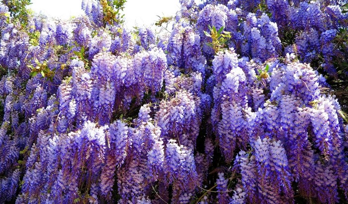 Purple Wisteria Flowers