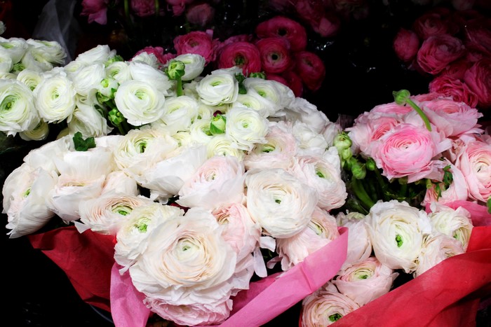 Bouquet of white and pink ranunculus flowers