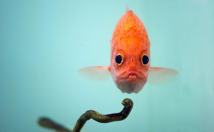 Orange fish looking at a branch