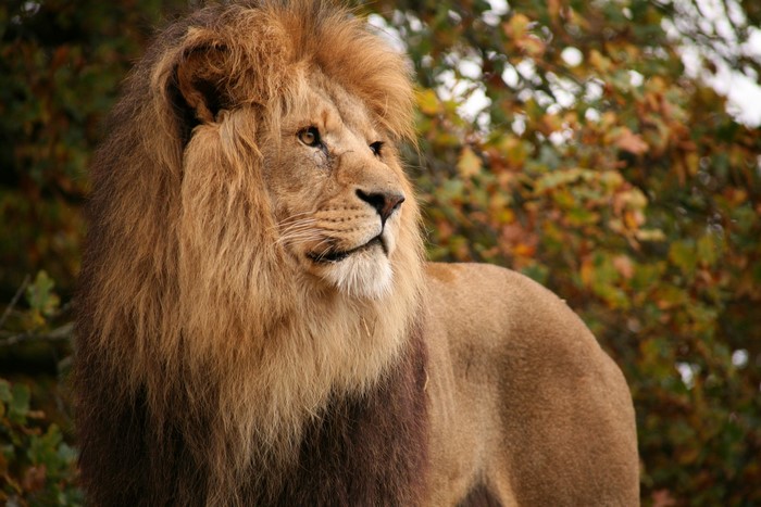 A male lion with a full mane