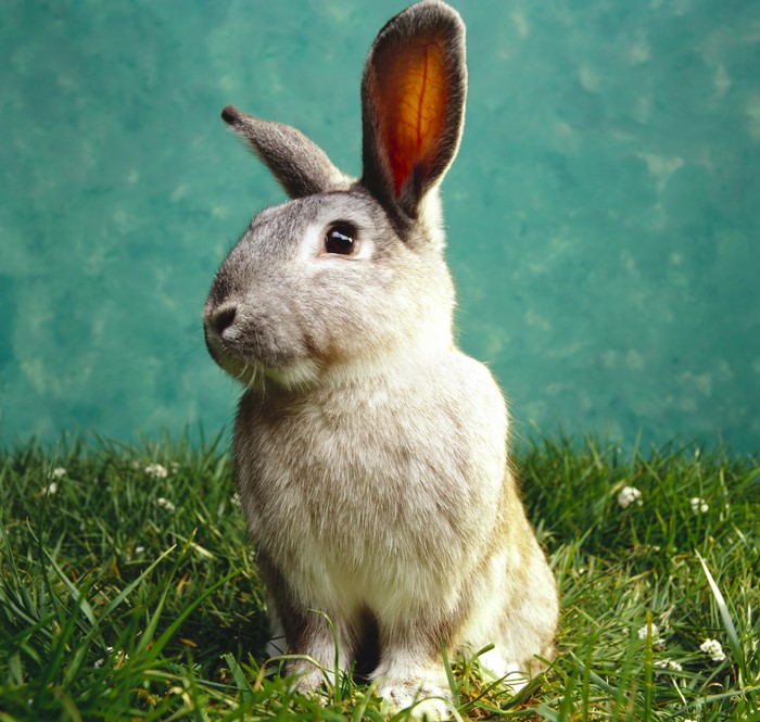 A rabbit sitting in the grass