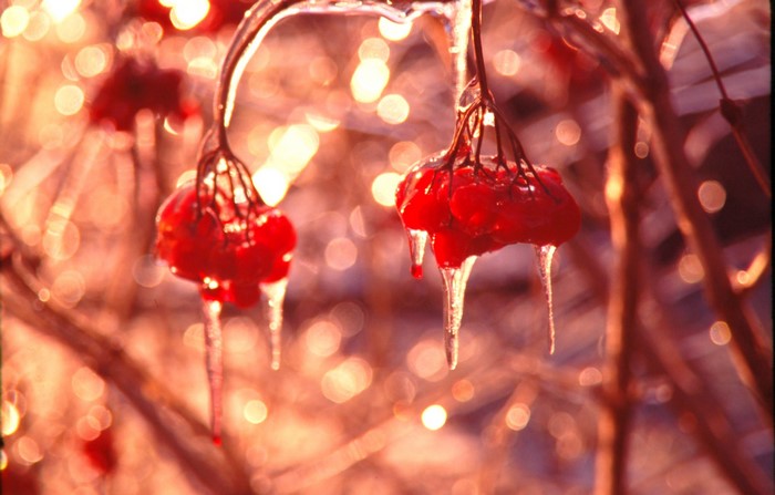 Red berries covered in ice with bokeh background