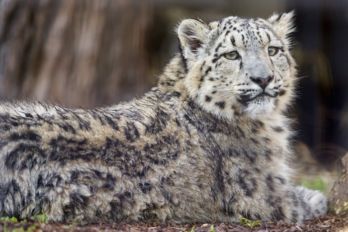 Snow leopard looking to the side