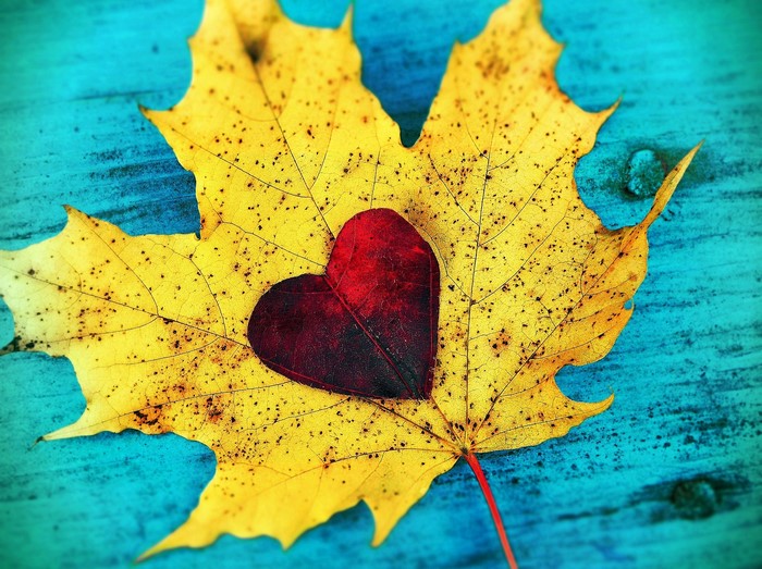 Heart-shaped leaf on a maple leaf