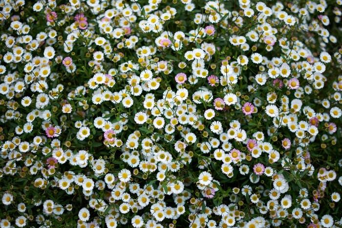 A field of white and pink daisies