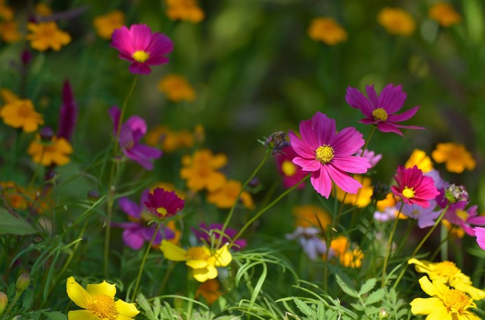 Pink and yellow cosmos flowers in a garden