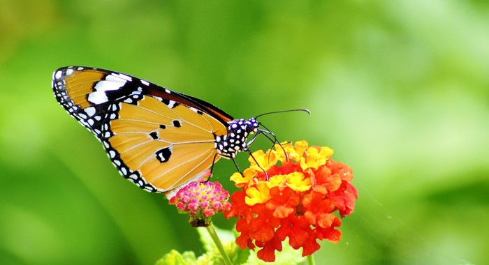 Monarch butterfly on Lantana flowers