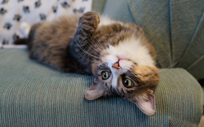 Cat lying on a couch