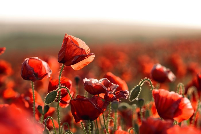 Field of red poppies in sunlight