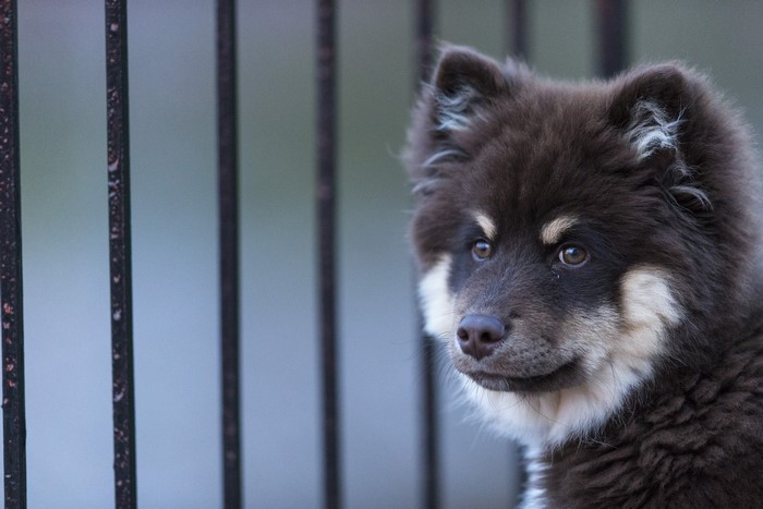 Puppy of Finnish Lapphund breed behind bars