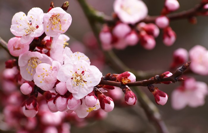Pink Cherry Blossoms on Branches