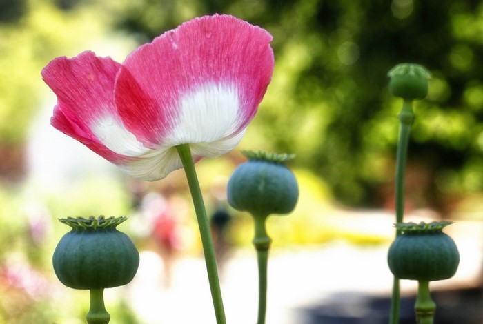 Pink and white poppy flower with seed pods