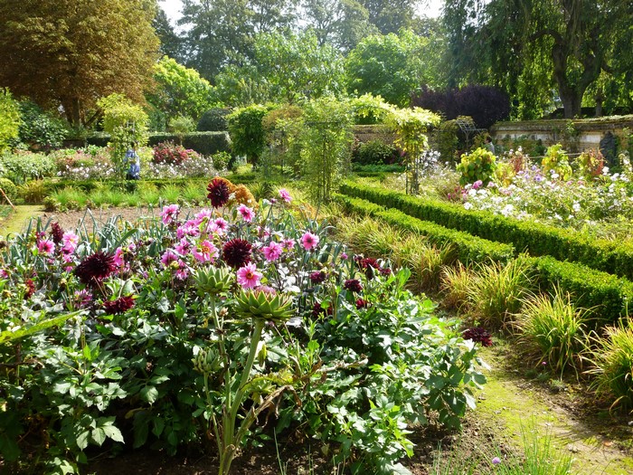 Garden with Dahlias and Boxwood Hedges