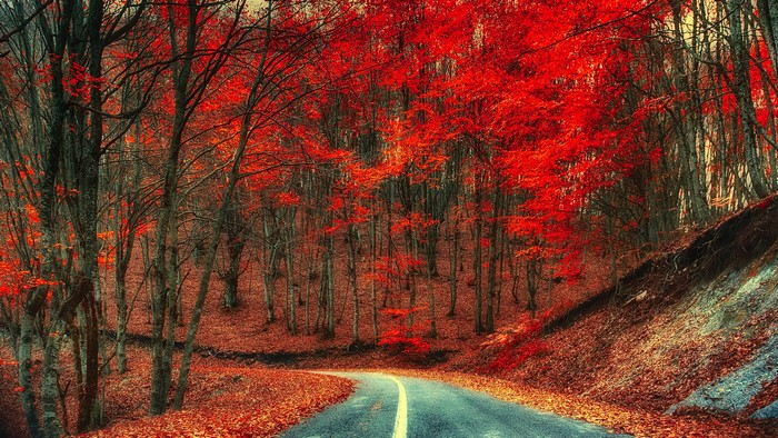 Autumn forest road with red trees