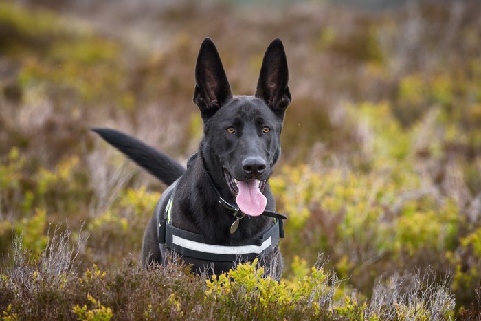 Black Shepherd dog in a field