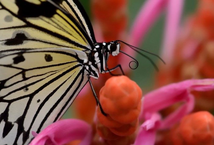 Close-up of a white and black butterfly on orange flowers