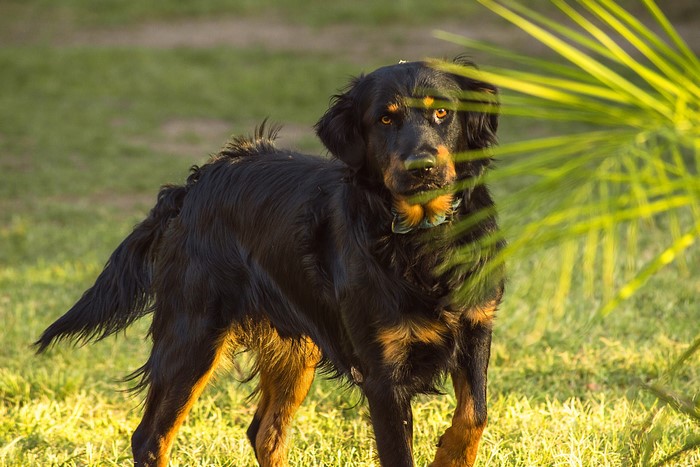 Black and tan dog standing in grass