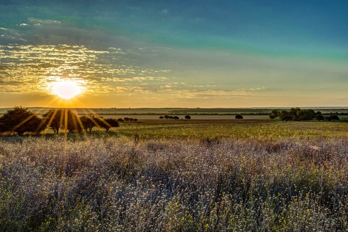 Sunrise over a field with trees and sun rays
