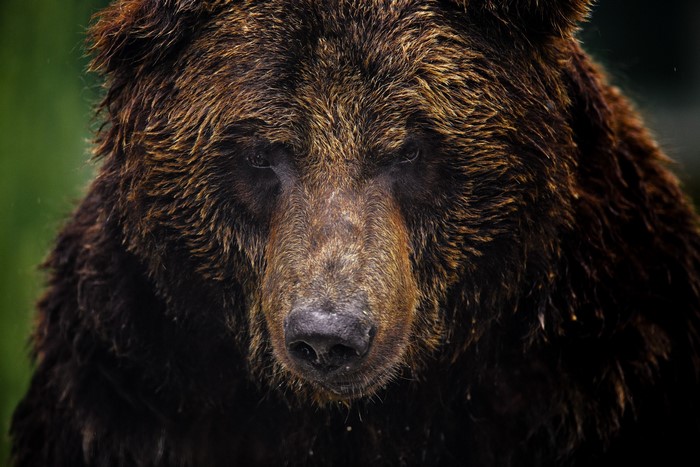Close-up of a brown bear's face