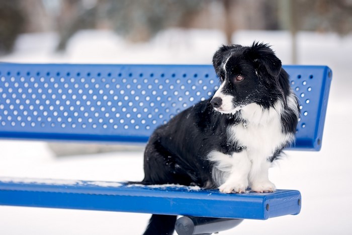 Black and white Border Collie dog sitting on a blue bench in the snow