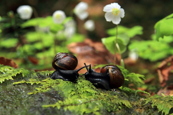 Two snails on mossy log with flowers