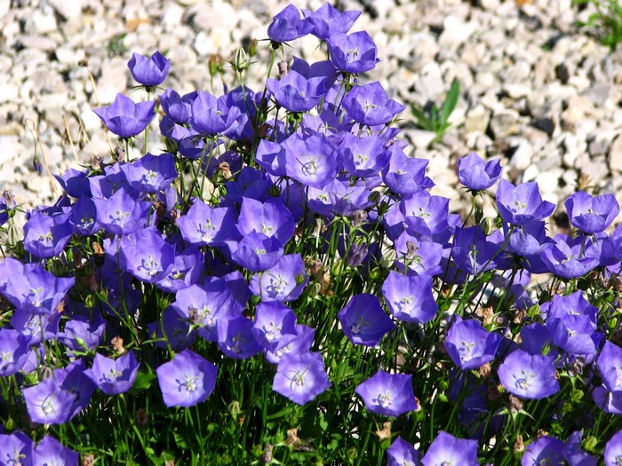 Closeup of purple bellflowers in gravel