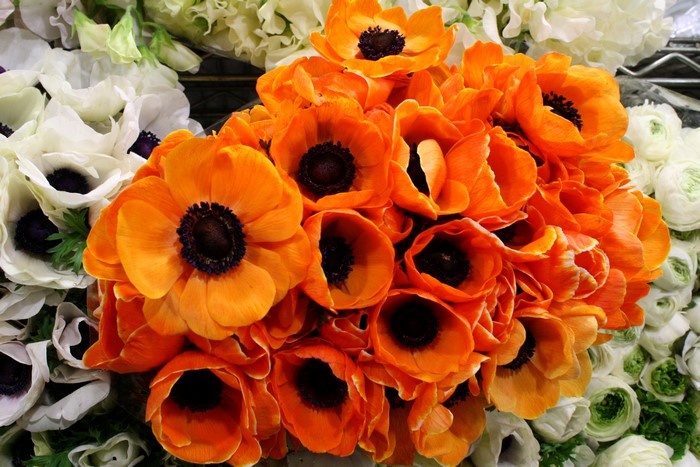 Orange and white anemone flowers