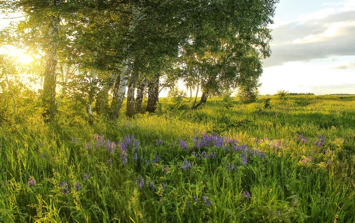 Summer meadow with birch trees and purple flowers in Russia
