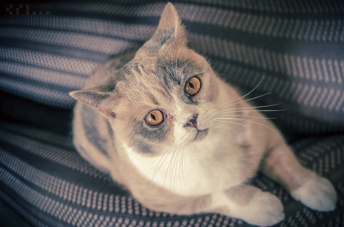 A cat with orange eyes looking up