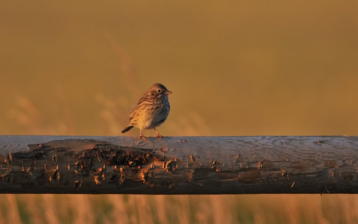 Sparrow perched on a wooden fence at sunset